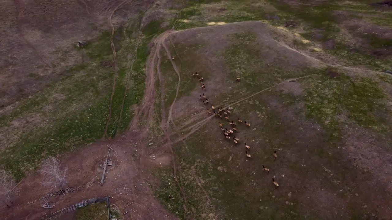 Large Herd of Elk Migrating and Grazing