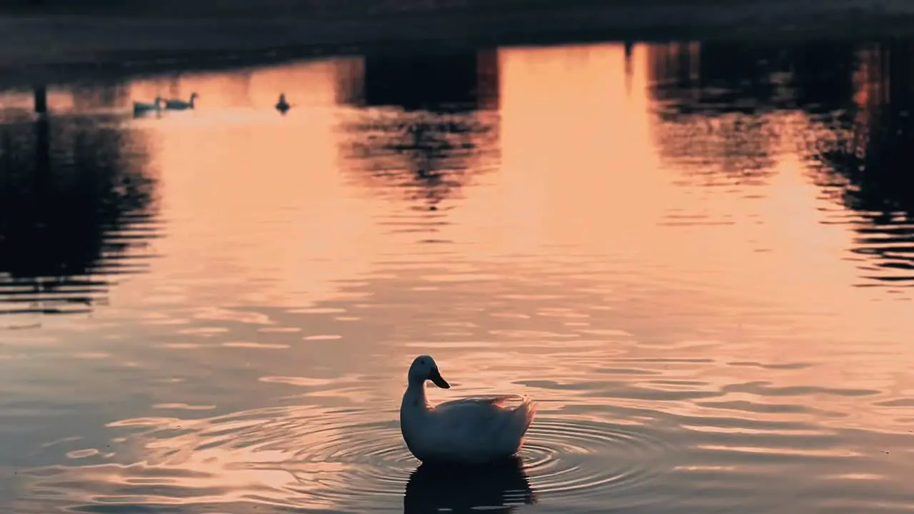 Lonely swan swimming by the rising sun Gorgeous silhouette of a swan againts the sunset on the shores of the upper jaipur Lake India