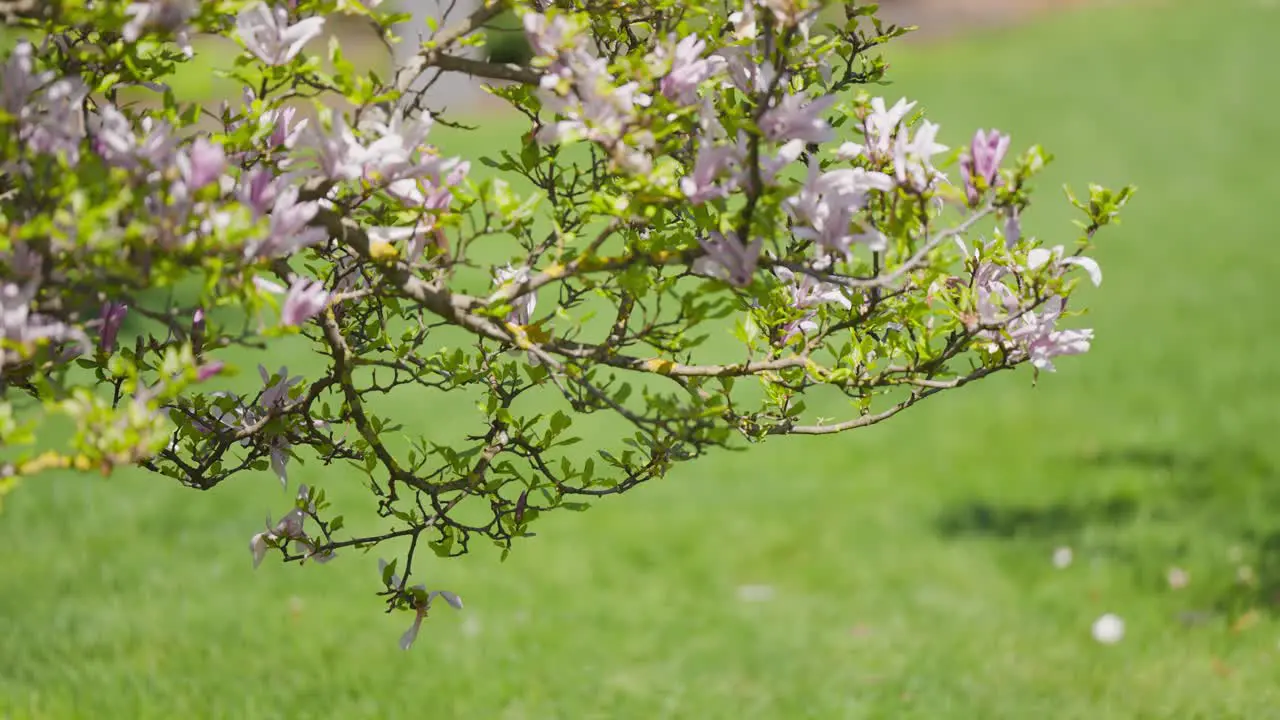 Fragrant light pink magnolia flowers in full bloom