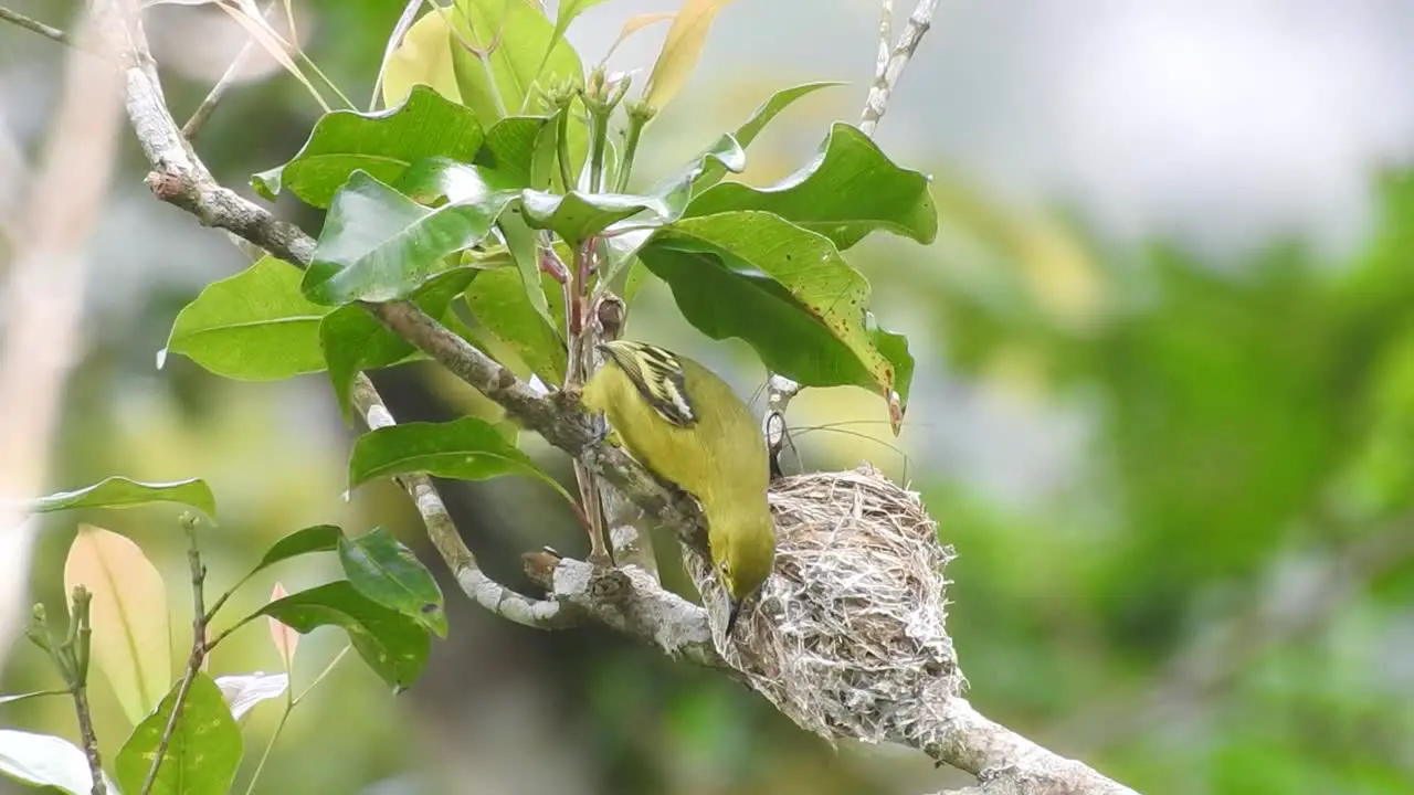 a beautiful yellow bird named common iora is feeding its chicks nested in a tree