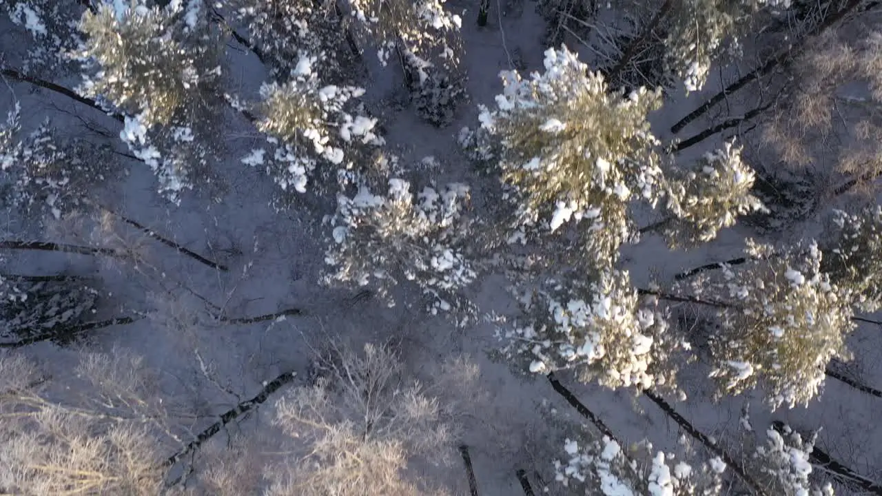 AERIAL Top Shot of Flying Over Tall Trees Illuminated by Winter Golden Hour Light