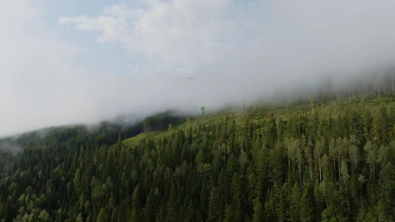 Beautiful green forest and trees with clouds in blue sky in Canada