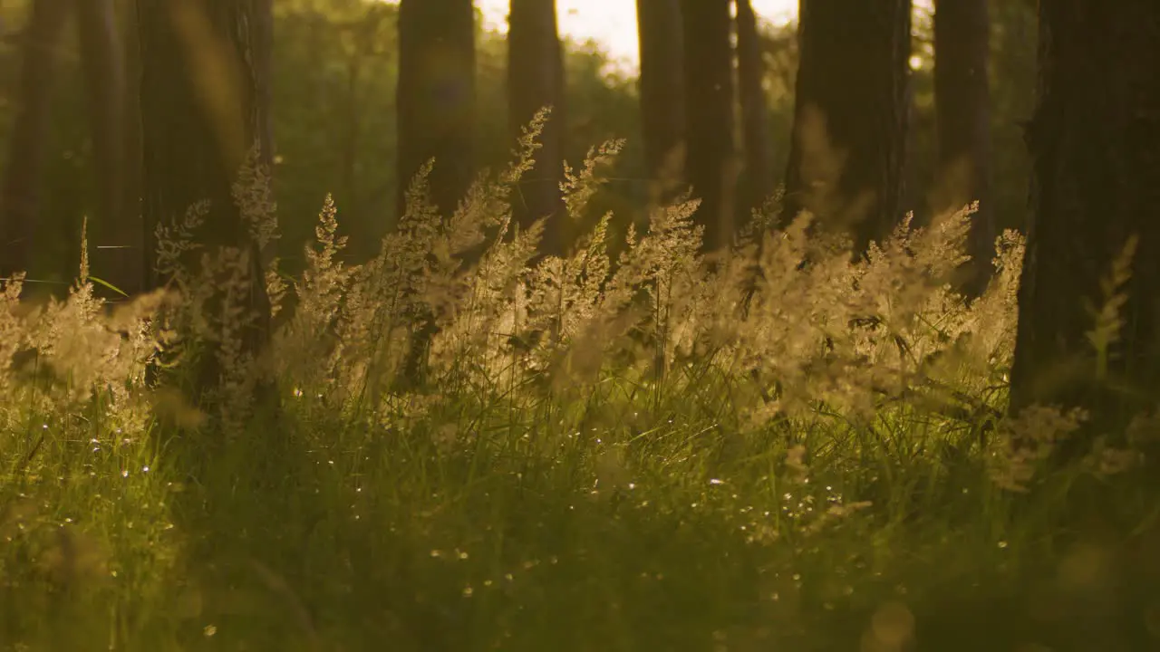 Grass Field with Fluffy Weed in Forest Sunset Sunlight Backlit STATIC