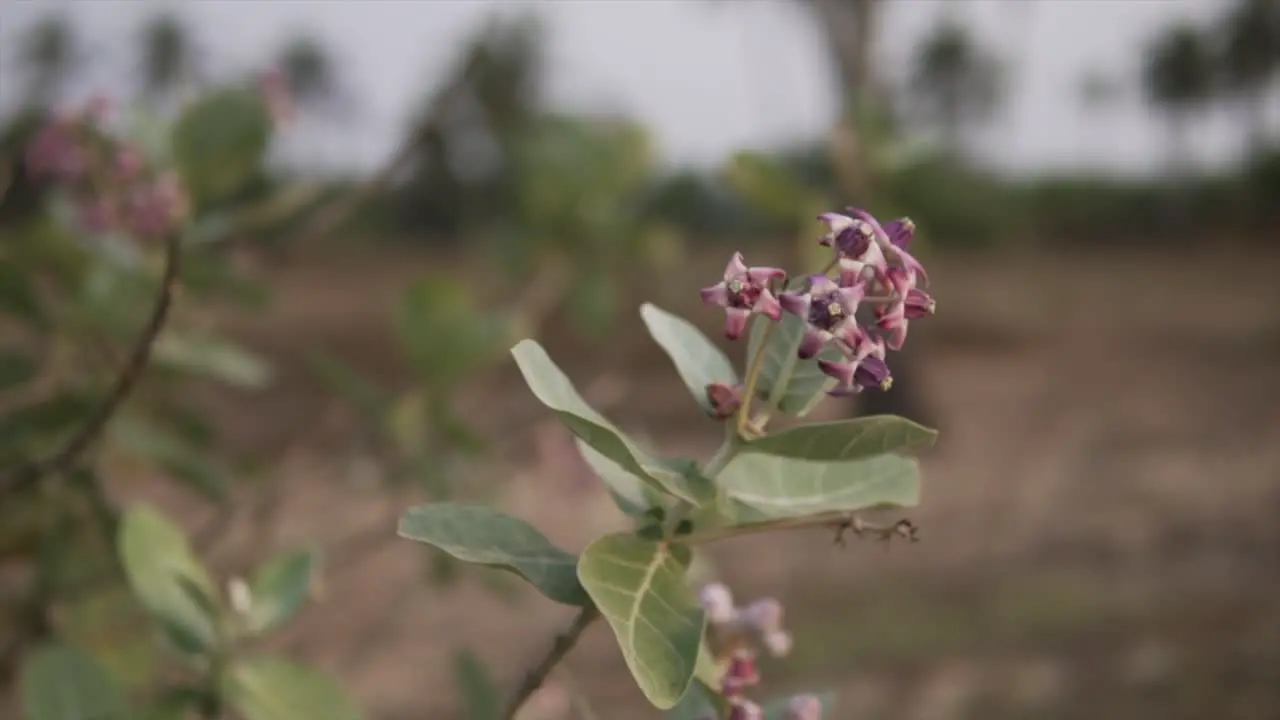 Closeup of a flower moving in the wind