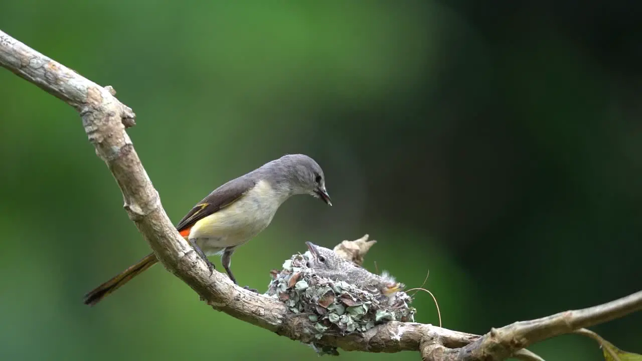 the moment when a mother of a small minivet comes to the nest bringing grasshoppers to eat her young then takes the feces from her anus and throws it away