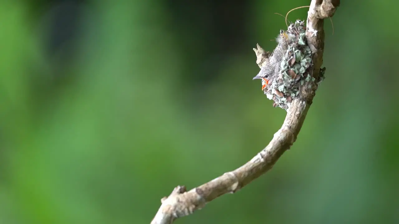 a cute small minivet bird is feeding its chicks in its nest