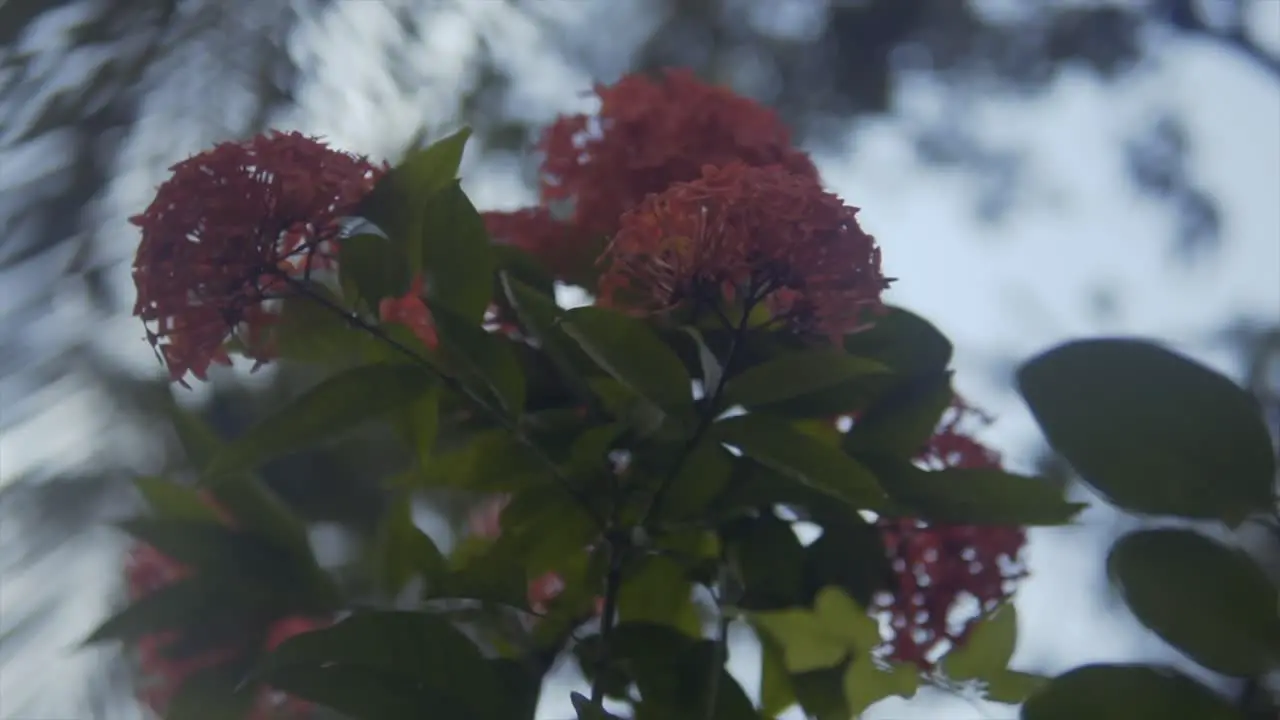 Closeup of Flowers on a tree