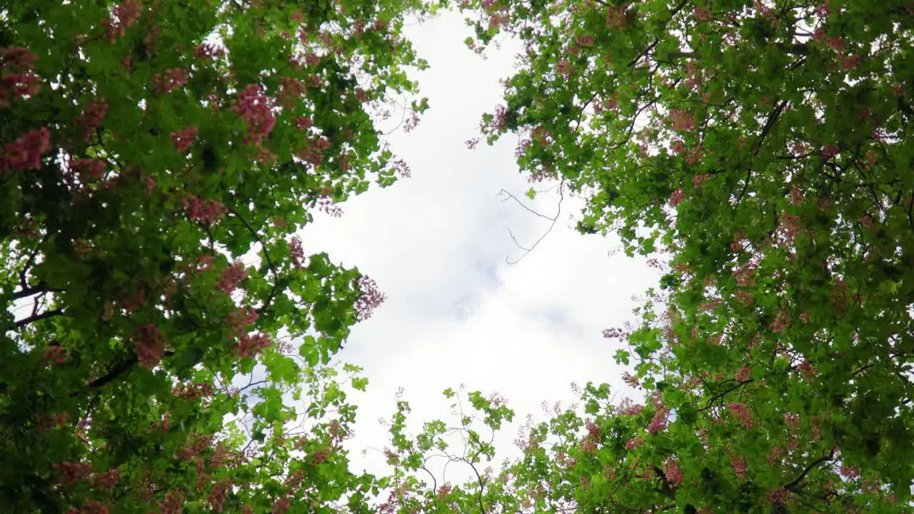 spinning view looking up through trees bushes with pink flowers heavenly scenery pleasant to look at cloudy weather sky relaxing wondering about life remembering something from the past cinematic