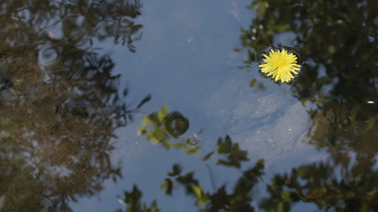 Slow motion medium shot of a stream with the sky and trees reflected in the water