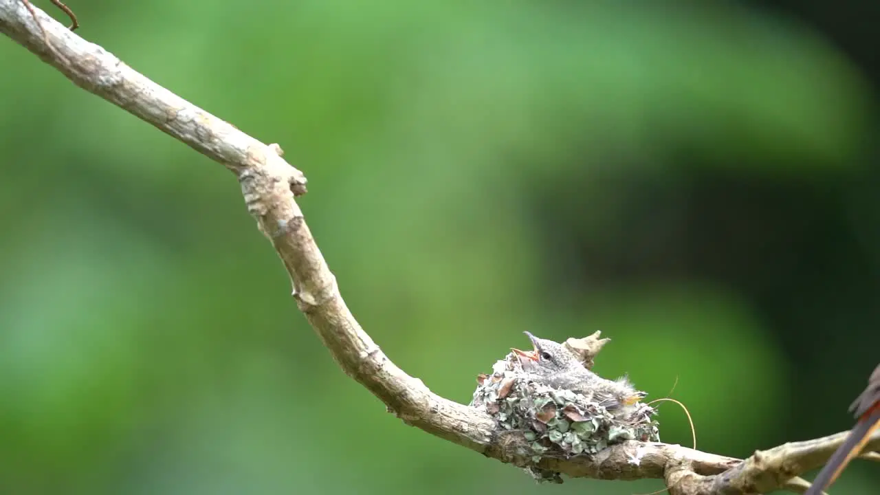 beautiful small minivet chicks are in the nest waiting for their parents to bring food