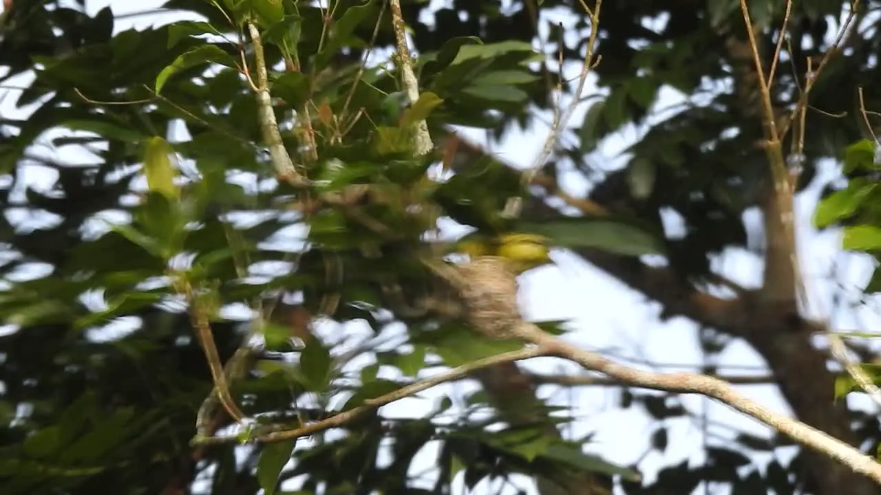 the yellow common iora bird is looking at its young nest