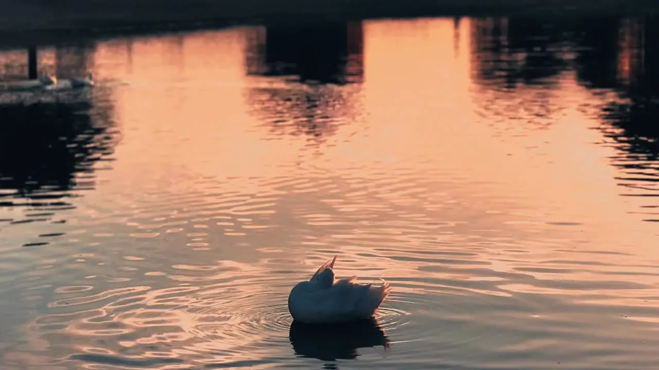 swan at sunset Gorgeous silhouette of a swan againts the sunset on the shores of the upper jaipur Lake India