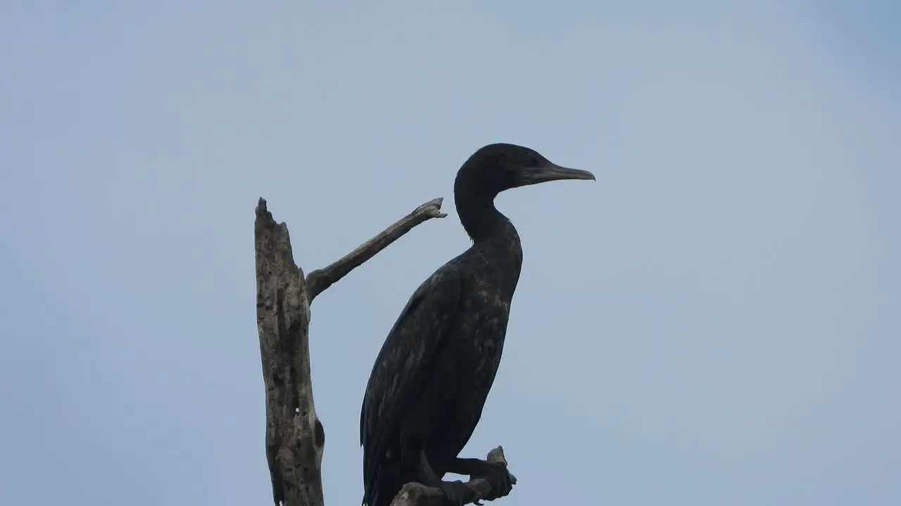 Cormorant  in tree 