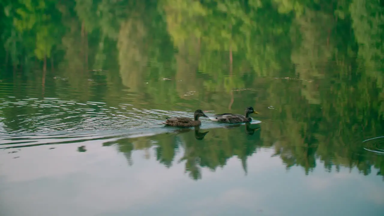 Close-up view of pair of pacific black duck in a lake with nature reflection on the water