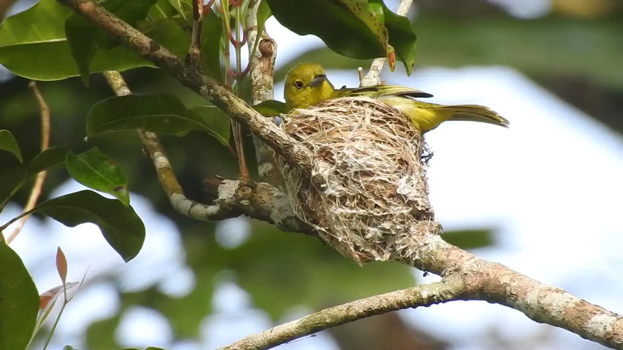 the yellow common iora bird is brooding in the nest