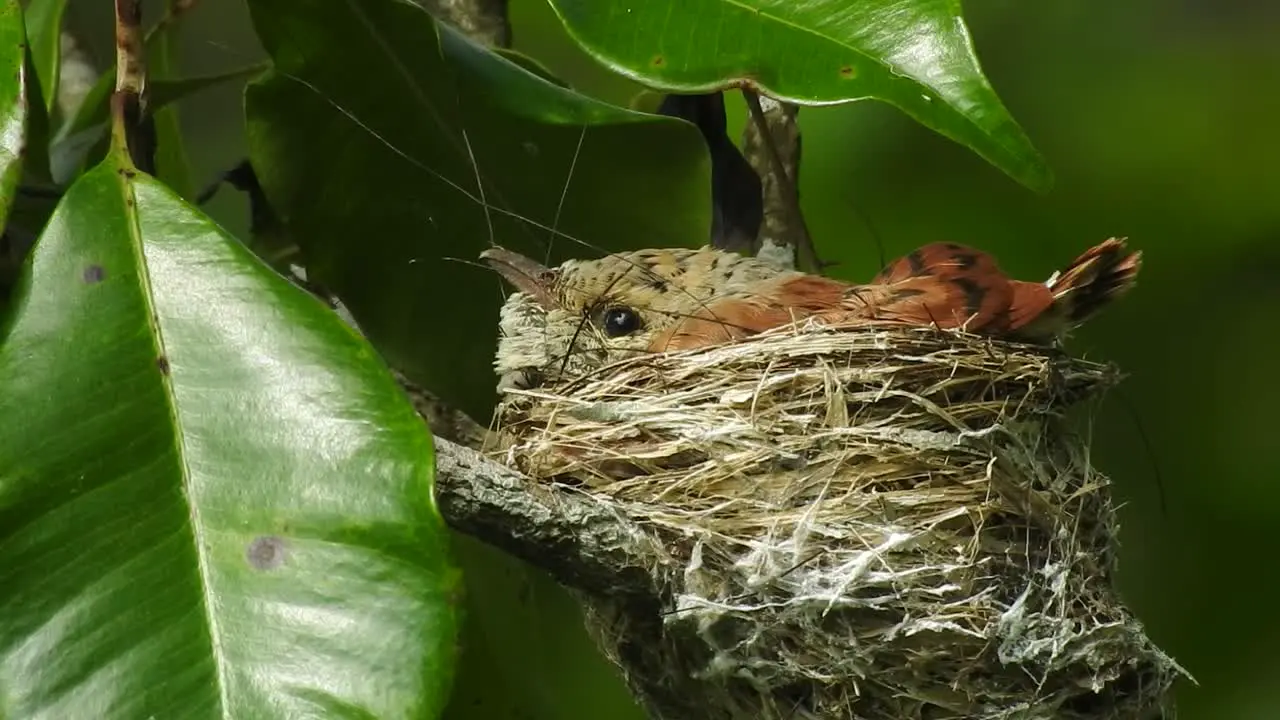 a beautiful sight to see cute baby bird in the nest