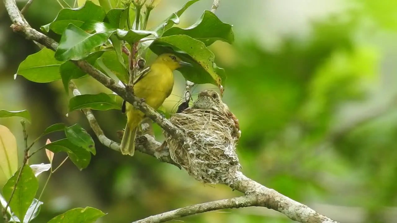 a beautiful yellow bird named common iora was nesting in a tree