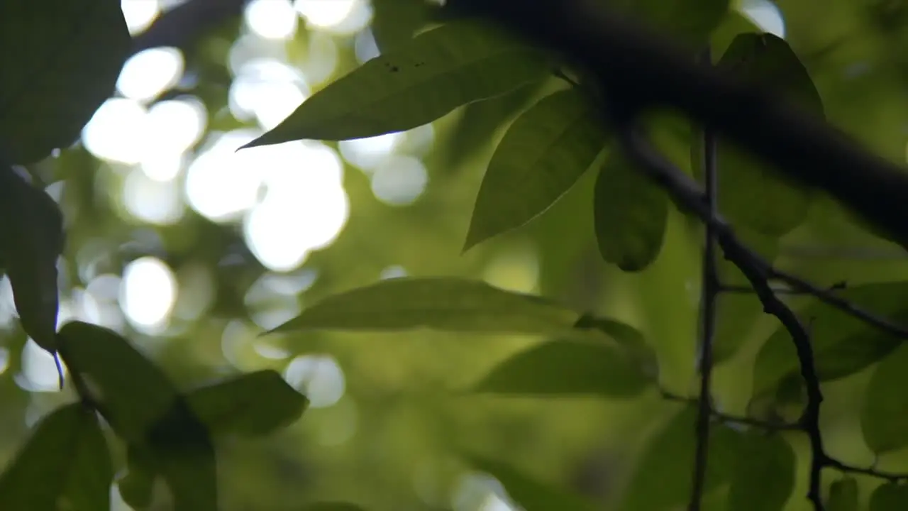 Panning through the leaves Slow shot moving through a tree