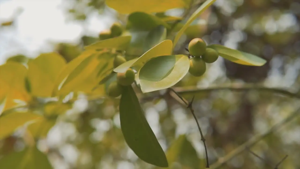 Leaves moving gently in the wind