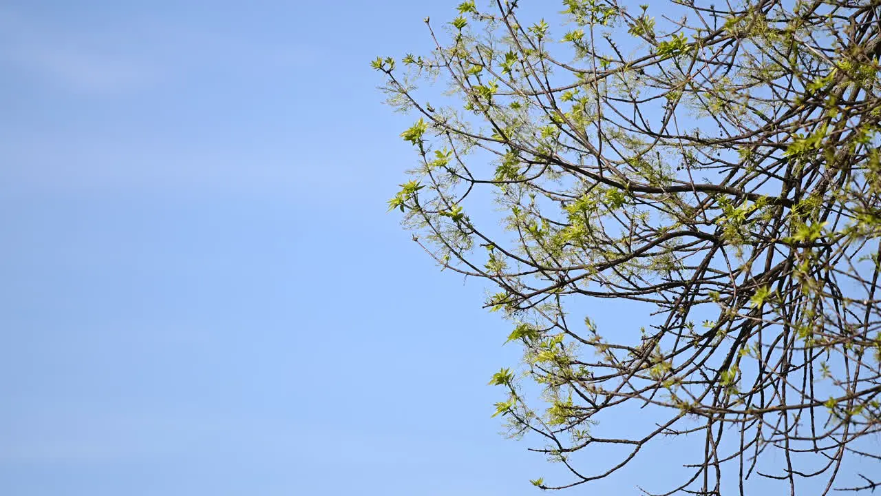 Tree green leaves and wind