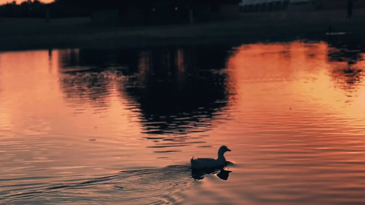 a swam swimming in the middle of the pond during sunset Gorgeous silhouette of a swan againts the sunset on the shores of the upper jaipur Lake India