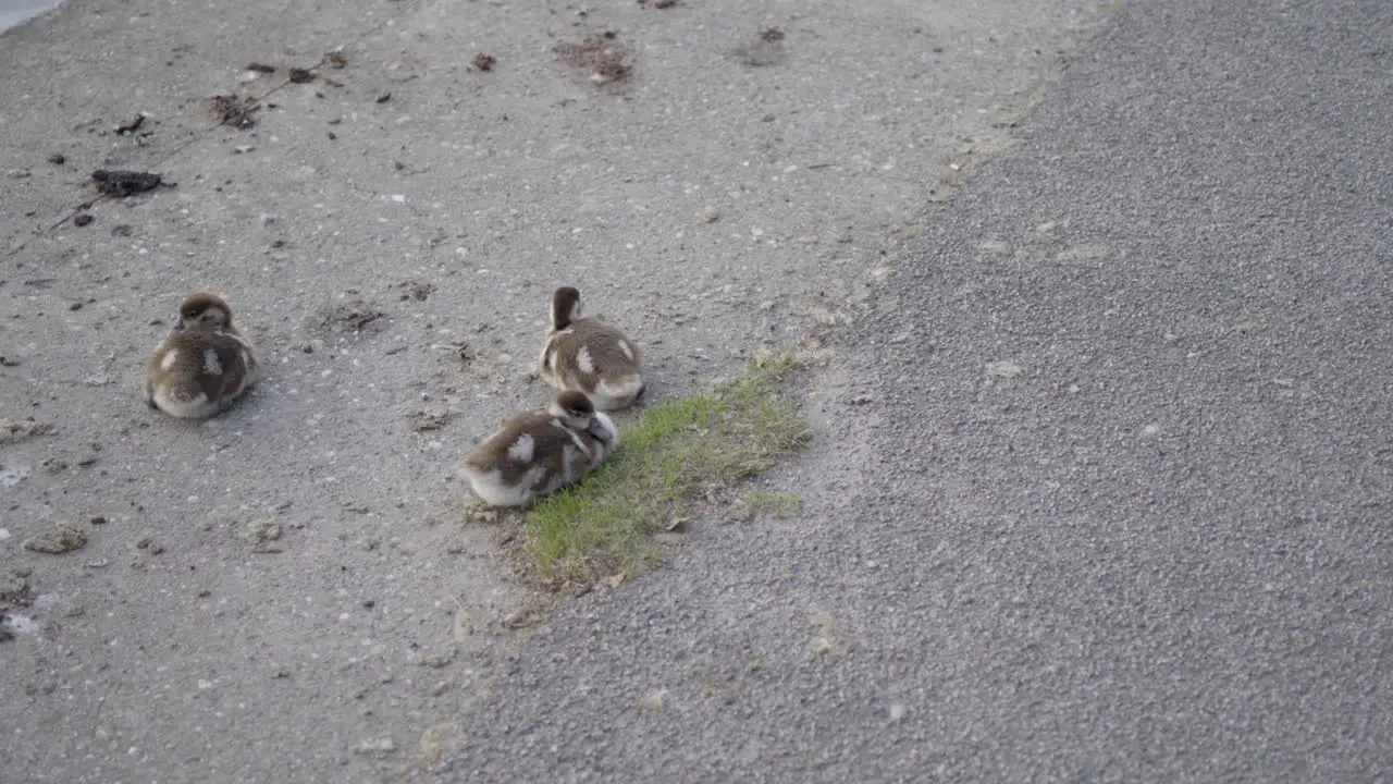 Ducklings on a concrete path with a tuft of grass between them