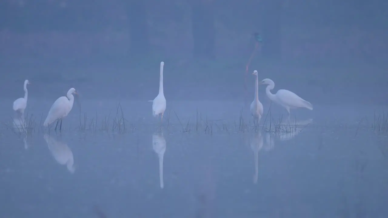 Flock of great egrets fishing in wetland