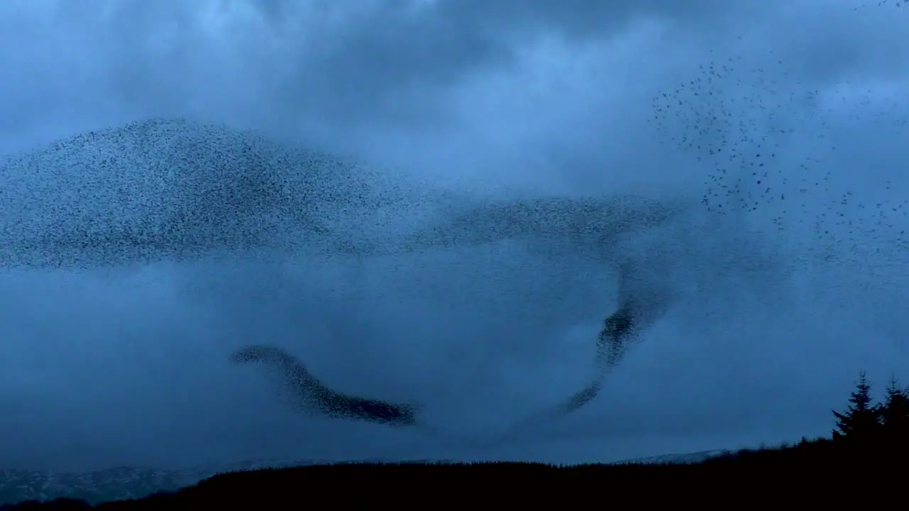 Massive Starling murmuration against dark clouds in the cold evening sky at Tarn Sike nature reserve Cumbria UK