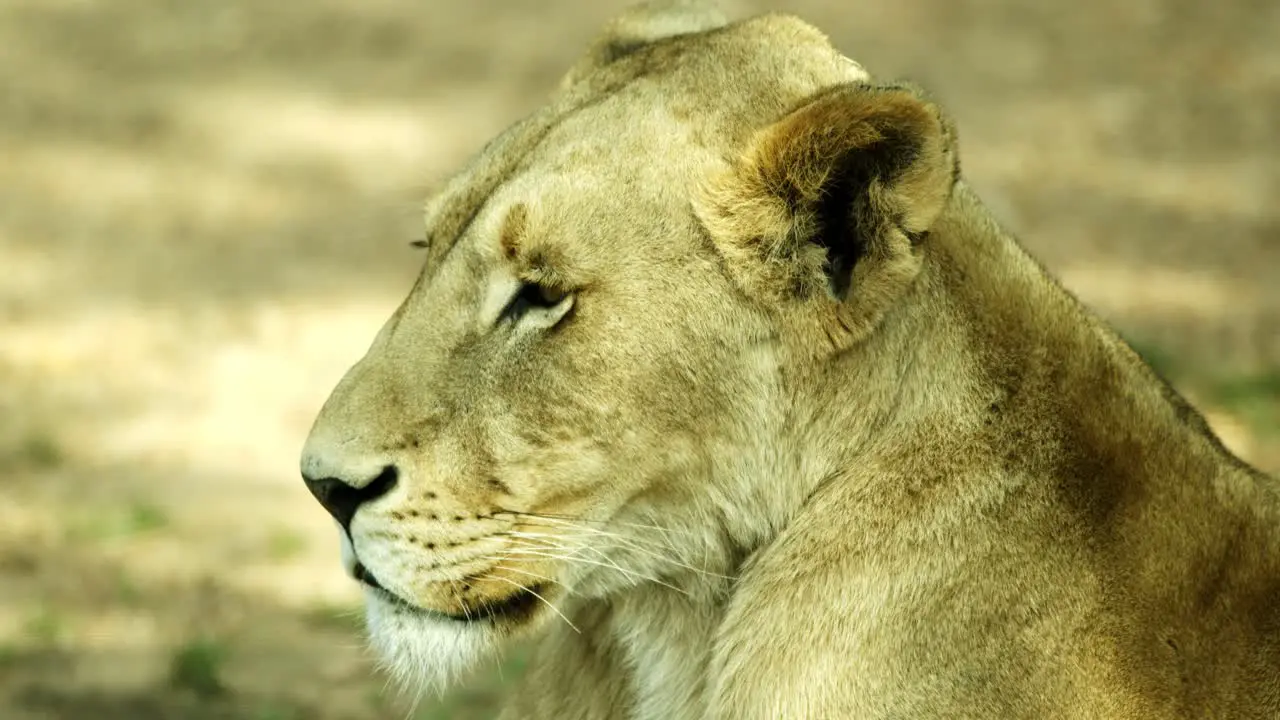 head of a beautiful lioness looking out into the distance