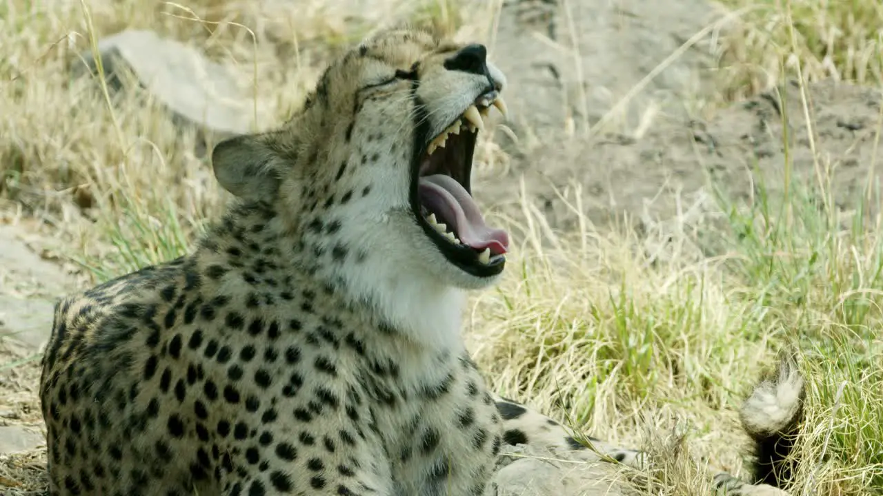 resting on grass cheetah yawns and opens mouth wide