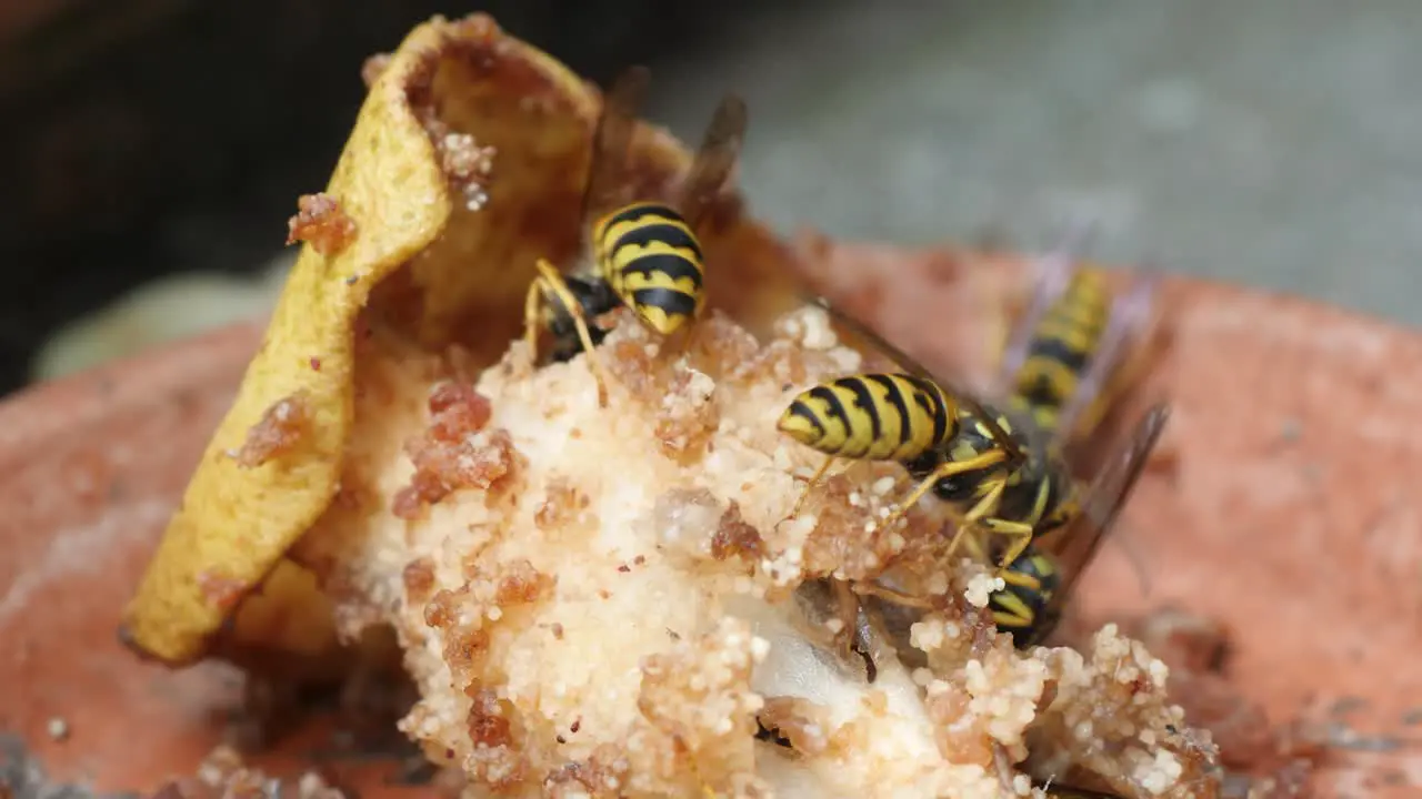 Close up video of wasps eating a rotting pear