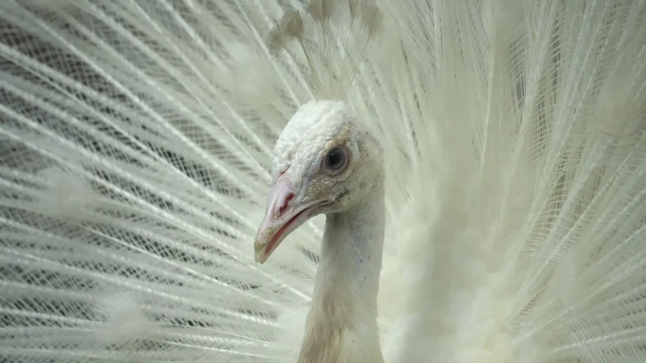 White peafowl is look at a direction