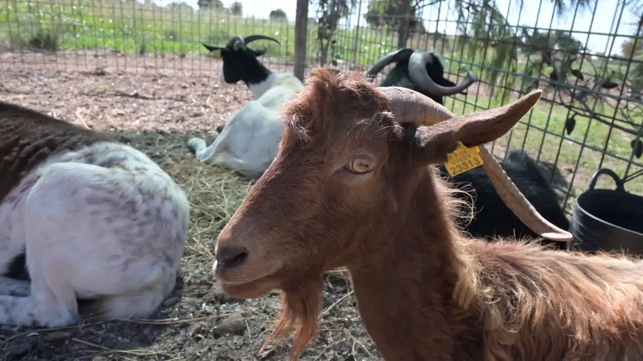 a brown goat looks at us