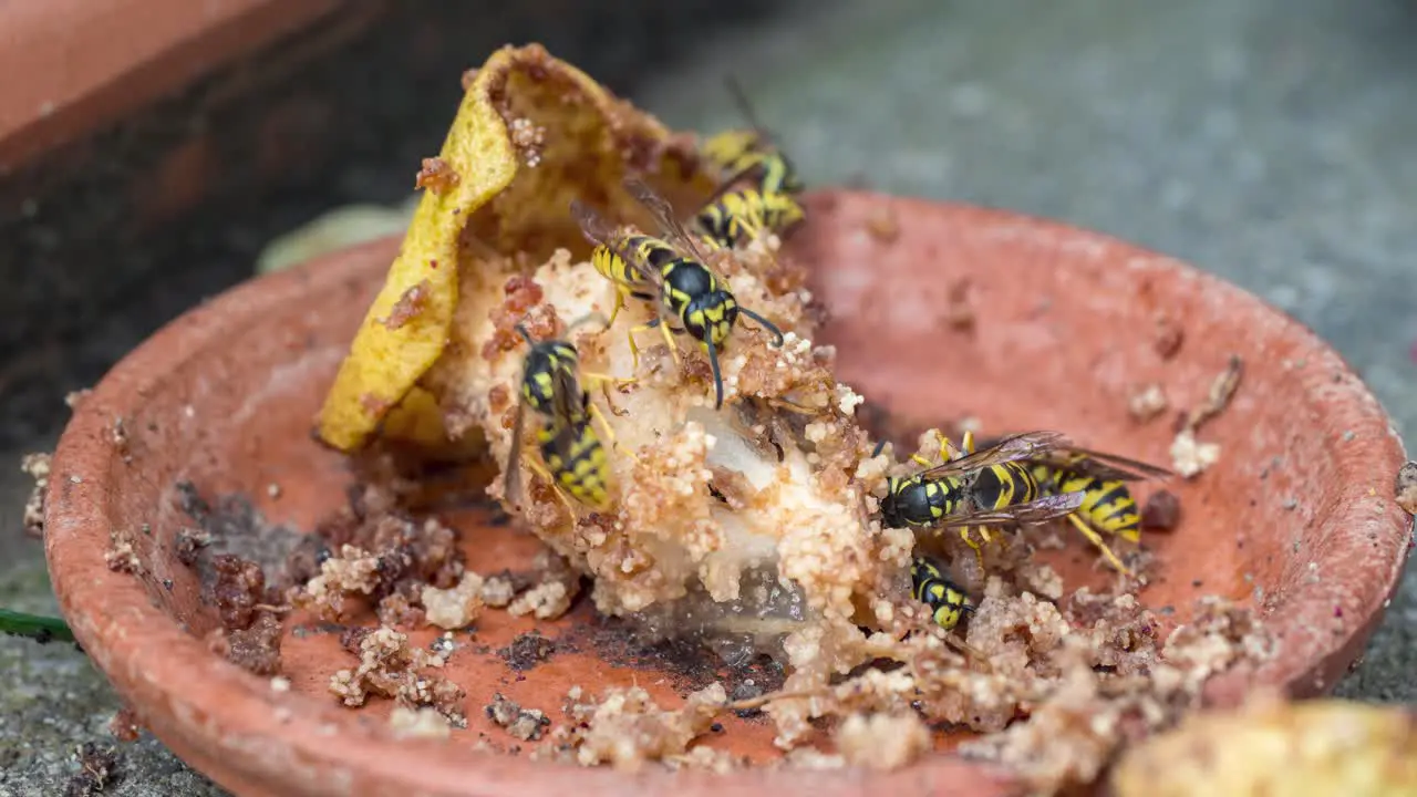 Timelapse of wasps eating a rotting pear