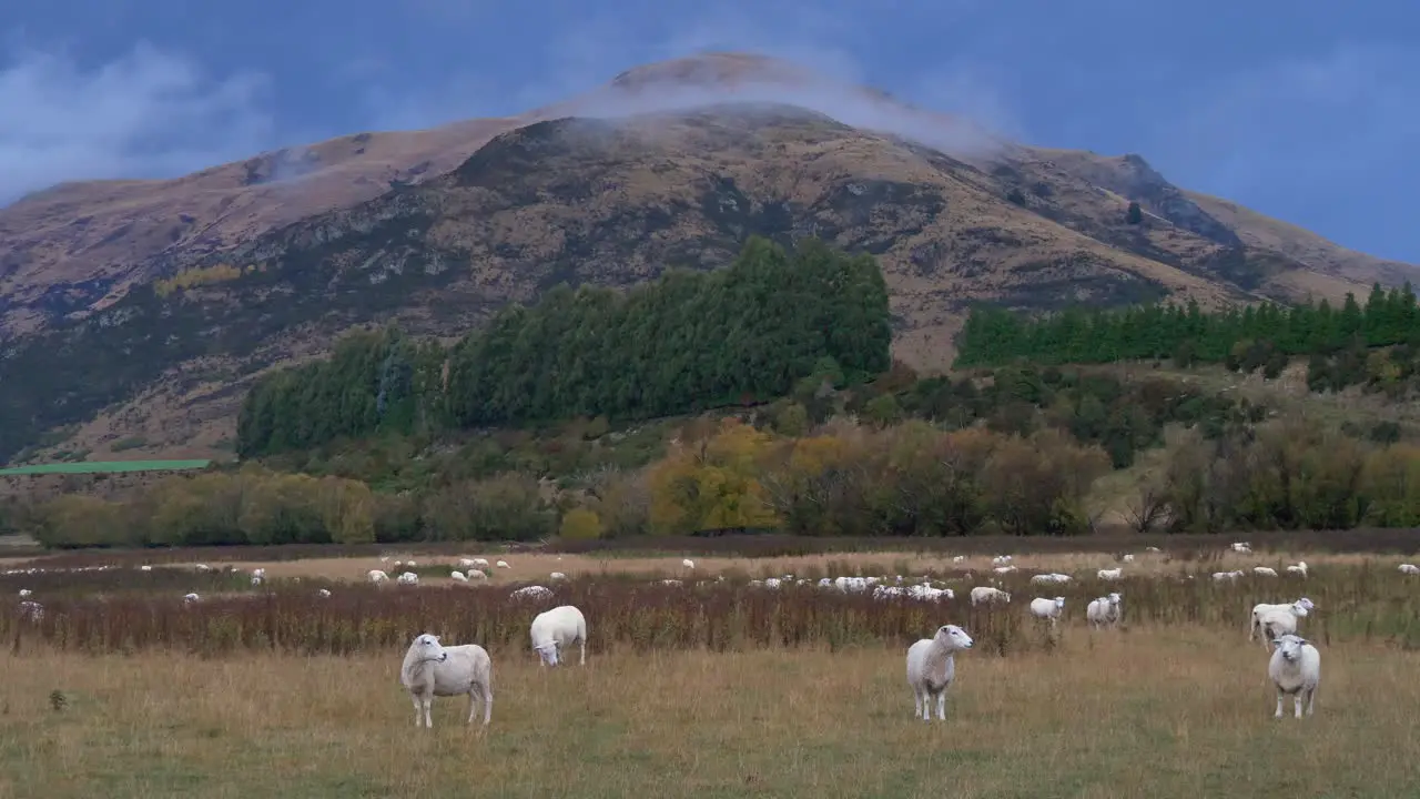 Sheep in a paddock in New Zealand with a storm brewing behind the mountain