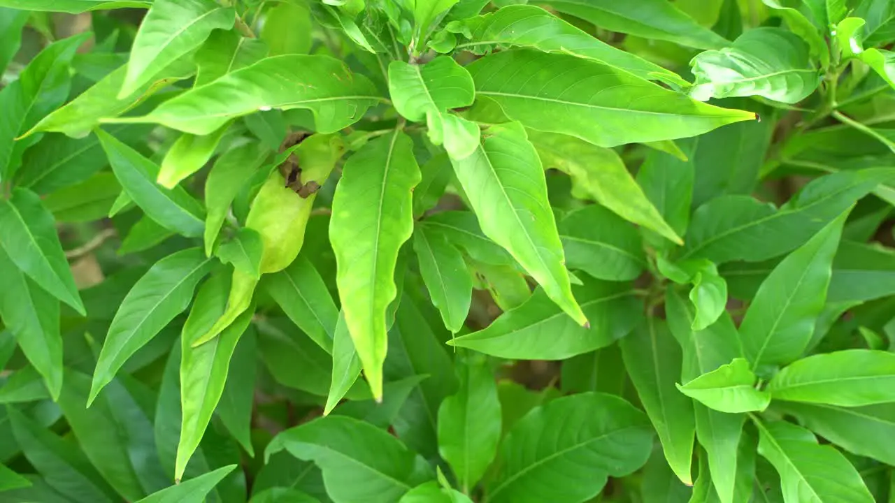 Basak is an Indian subcontinental herb