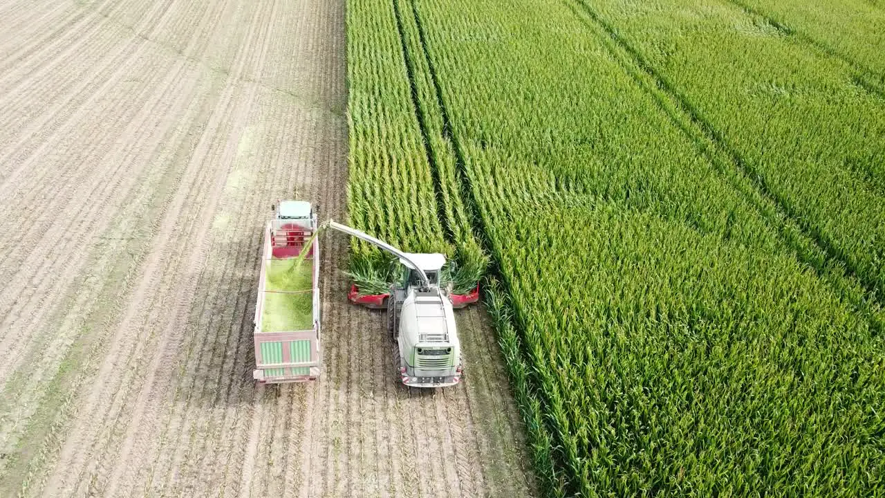 Aerial shot of cornfield harvest