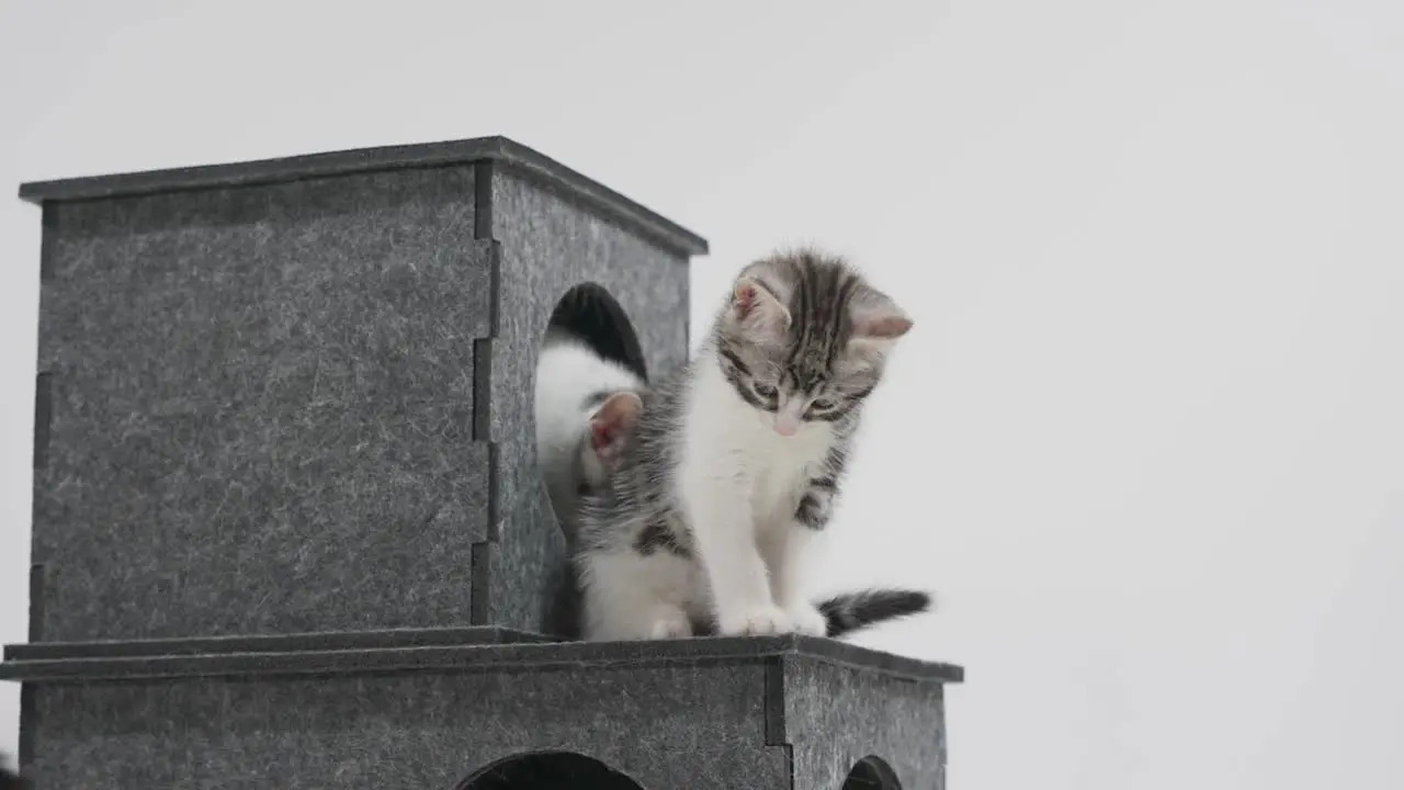 Baby Cat Shawn on white background