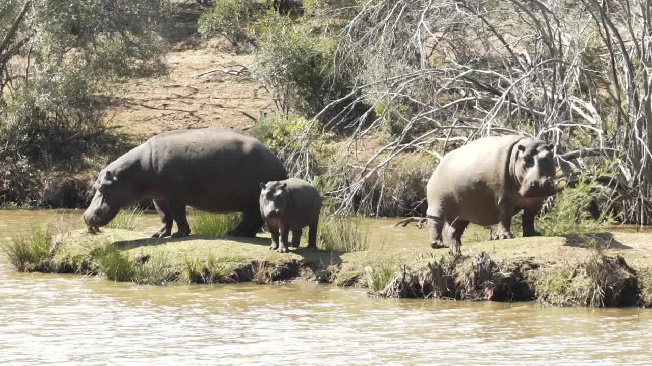 Hippo family on the edge of the water