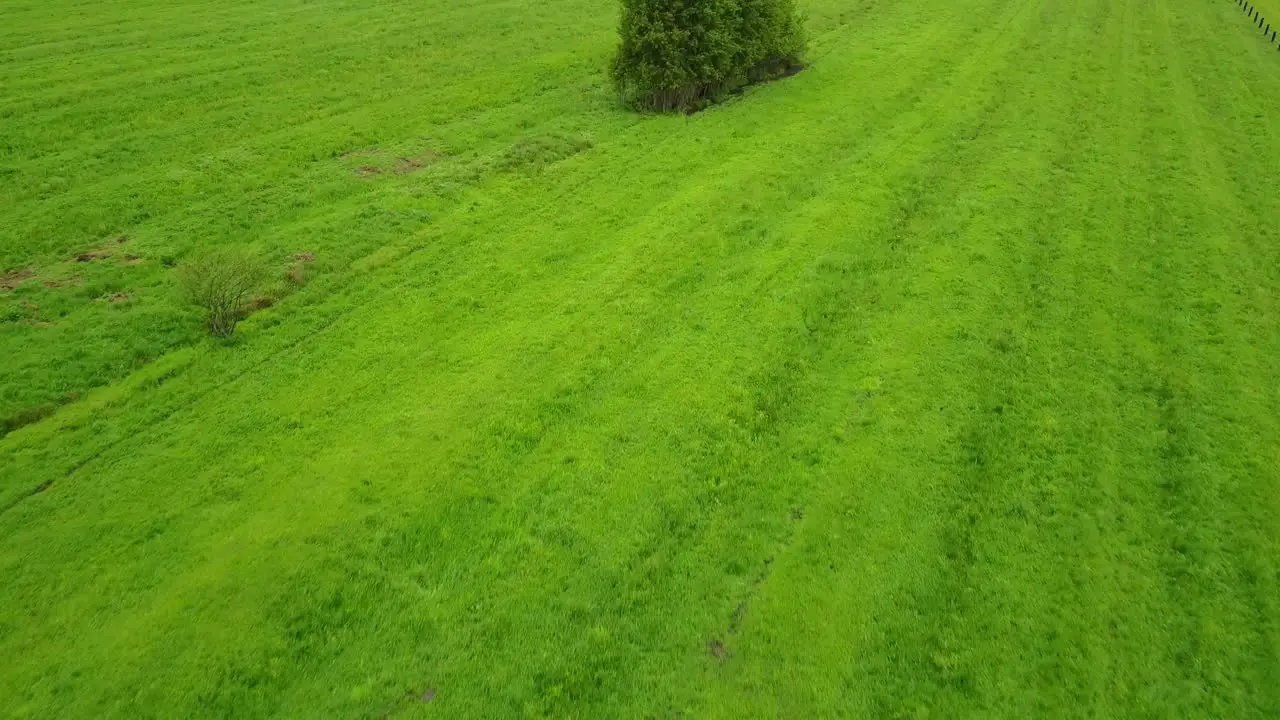 Aerial tilting up shot of cows grazing in pasture surrounded by green farmland