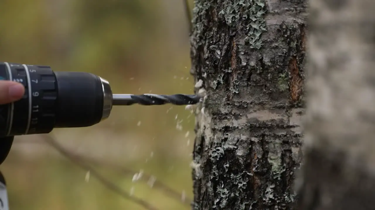 Drilling a hole in a tree