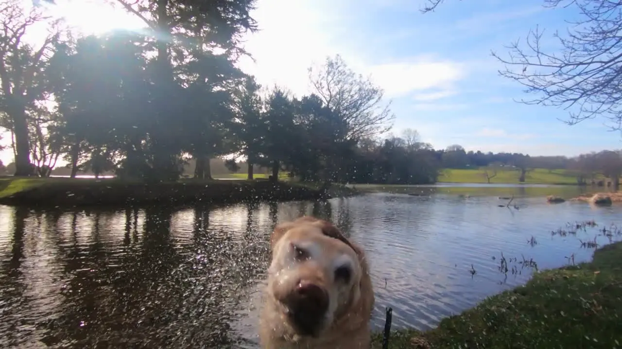 cute golden Labrador getting out of lake with stick and shaking itself dry in slow motion 120fps in Yorkshire England