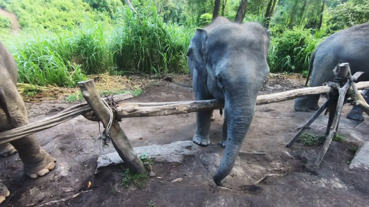 elephant flapping its ears happily in the jungle at the sanctuary for elephants