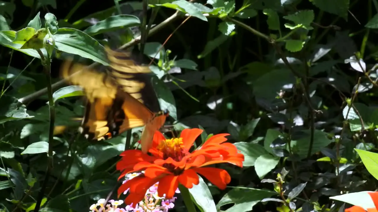 A butterfly feeding on a flower