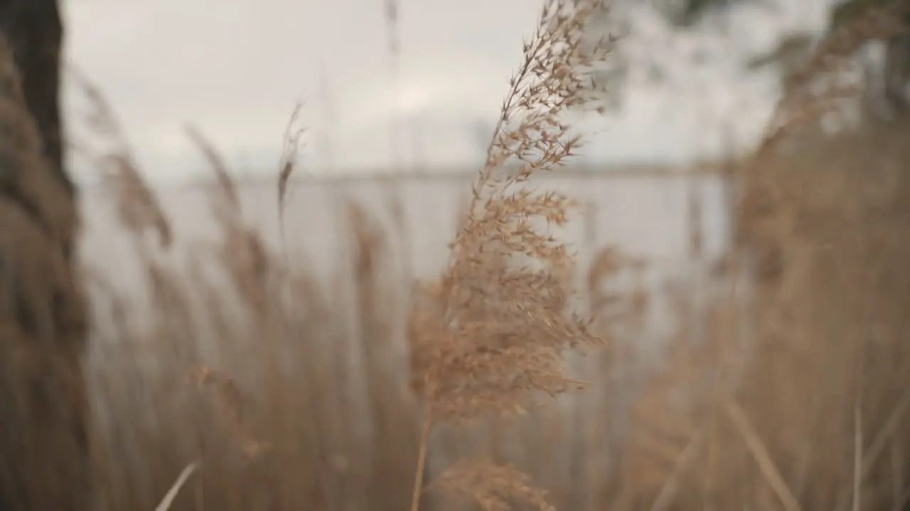 Detail Of Bluegrass On The Lakeshore Moving In The Wind 1