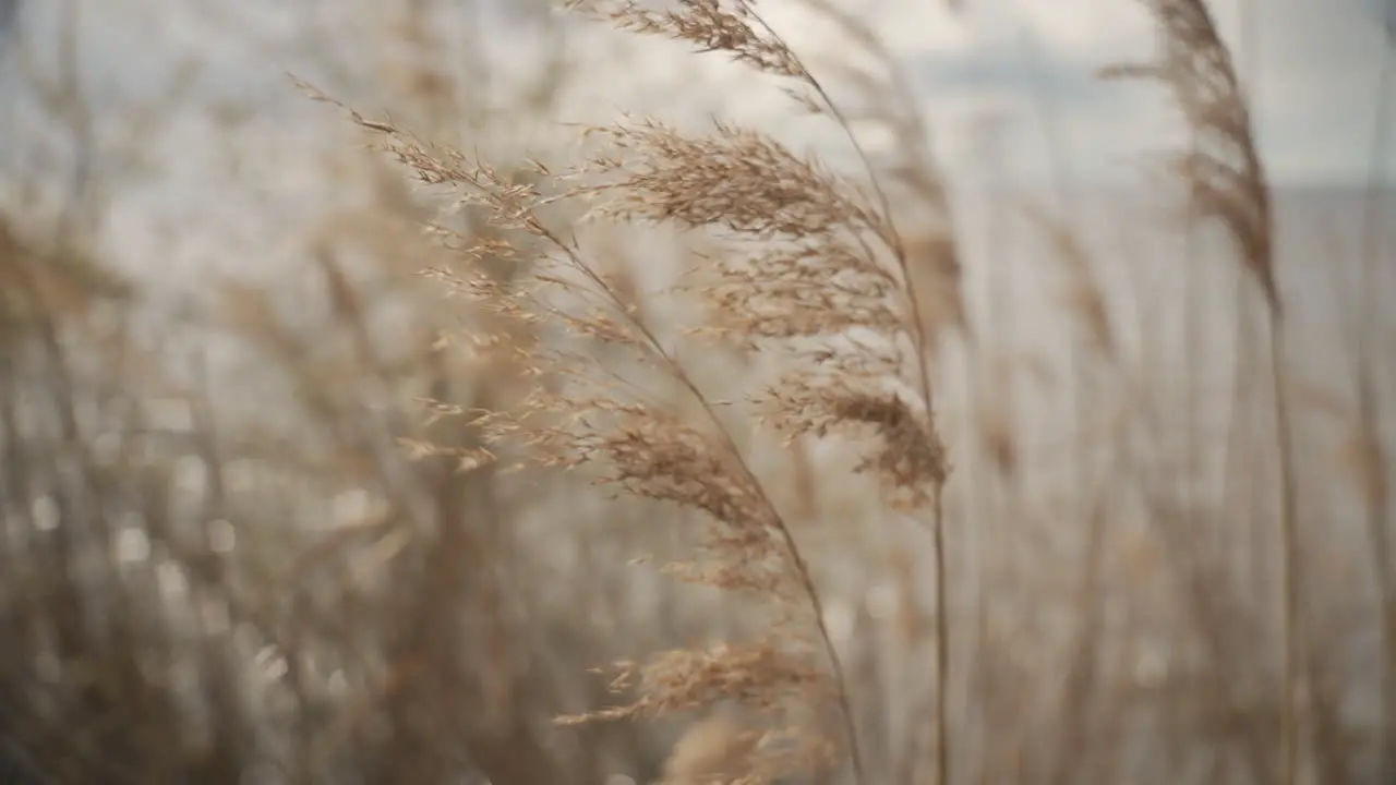 Detail Of Bluegrass On The Lakeshore Moving In The Wind