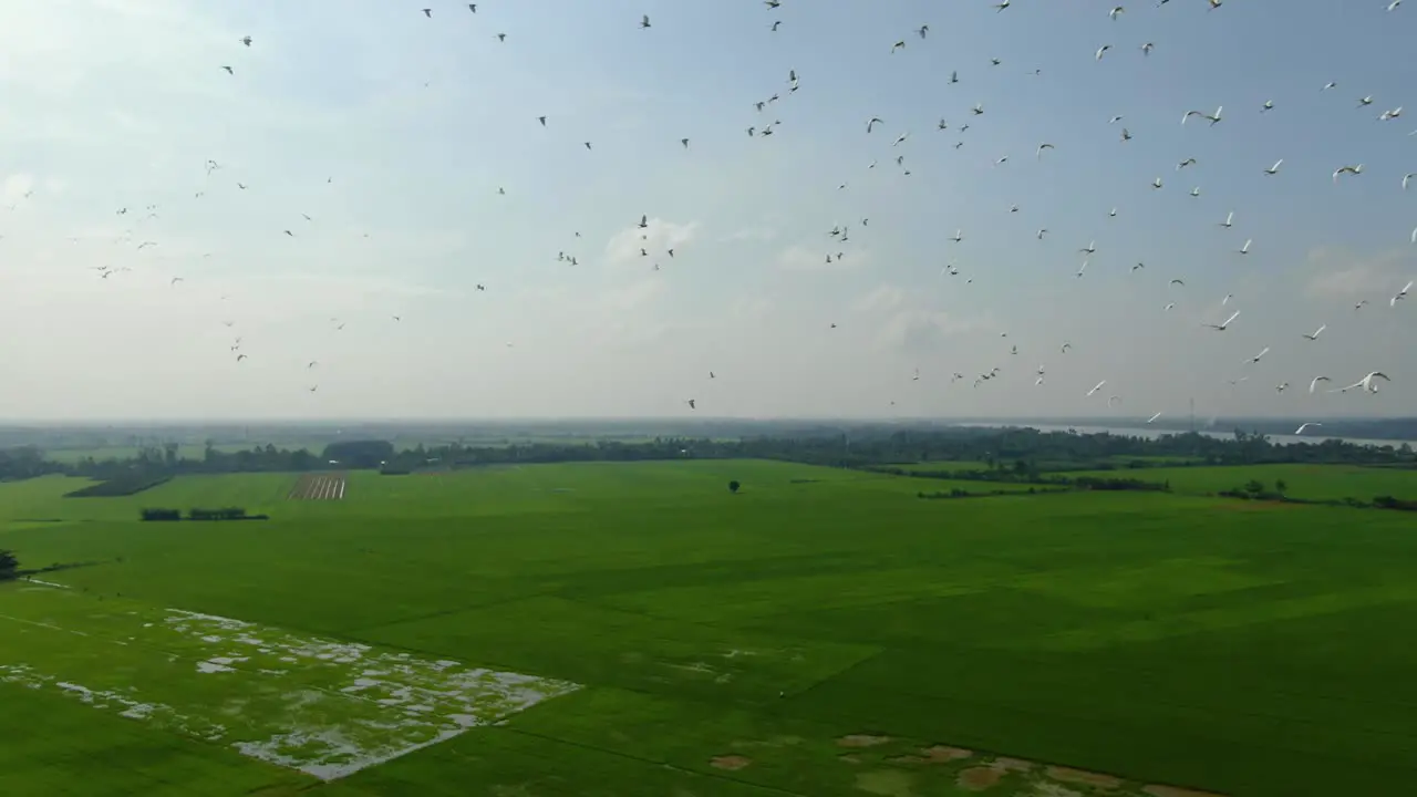 flying storks on rice field