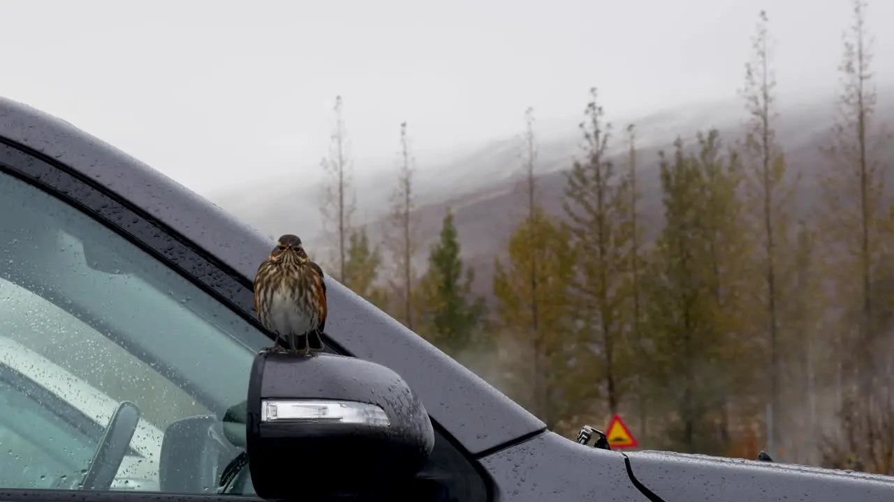 Small Bird Sits on a Car Wing Mirror