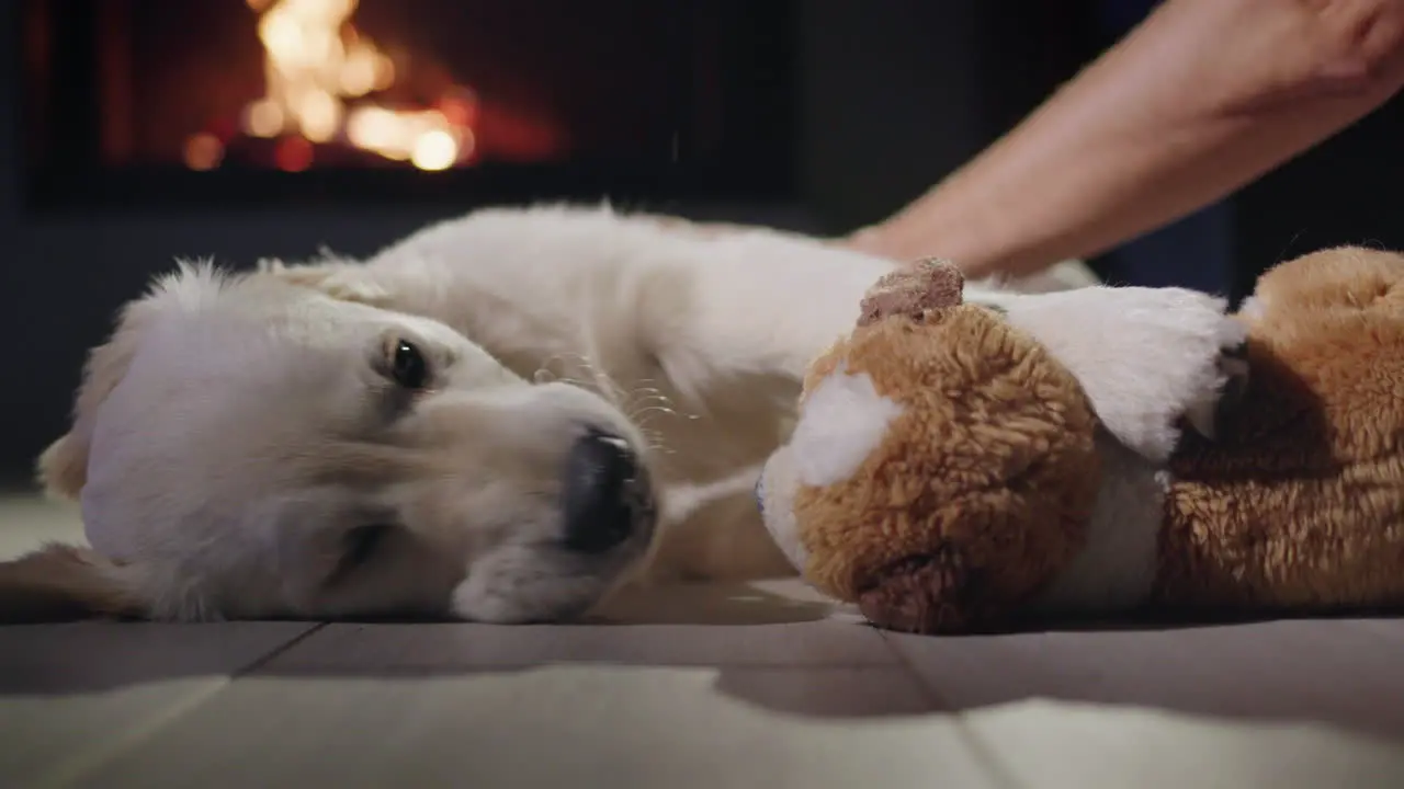 A man's hand strokes a puppy who is playing with a plush toy Against the backdrop of a hot fireplace Warm and cozy home concept