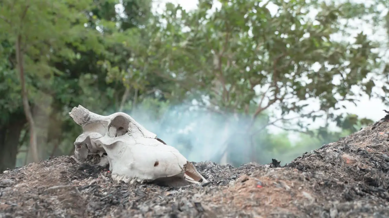 static shot of a cows skull with a